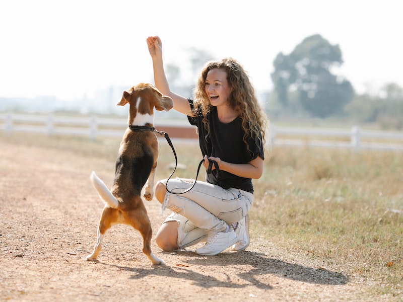 Top 5 Pet Training Tips for Your New Puppies